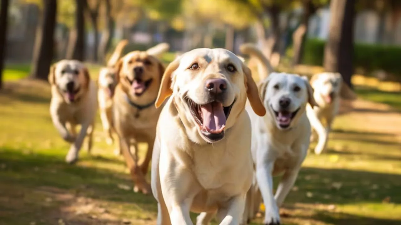 Cuccioli in cerca di famiglia: il Comune promuove l'adozione con Zampe Libere